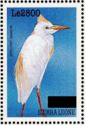 Western Cattle Egret (Bubulcus ibis)